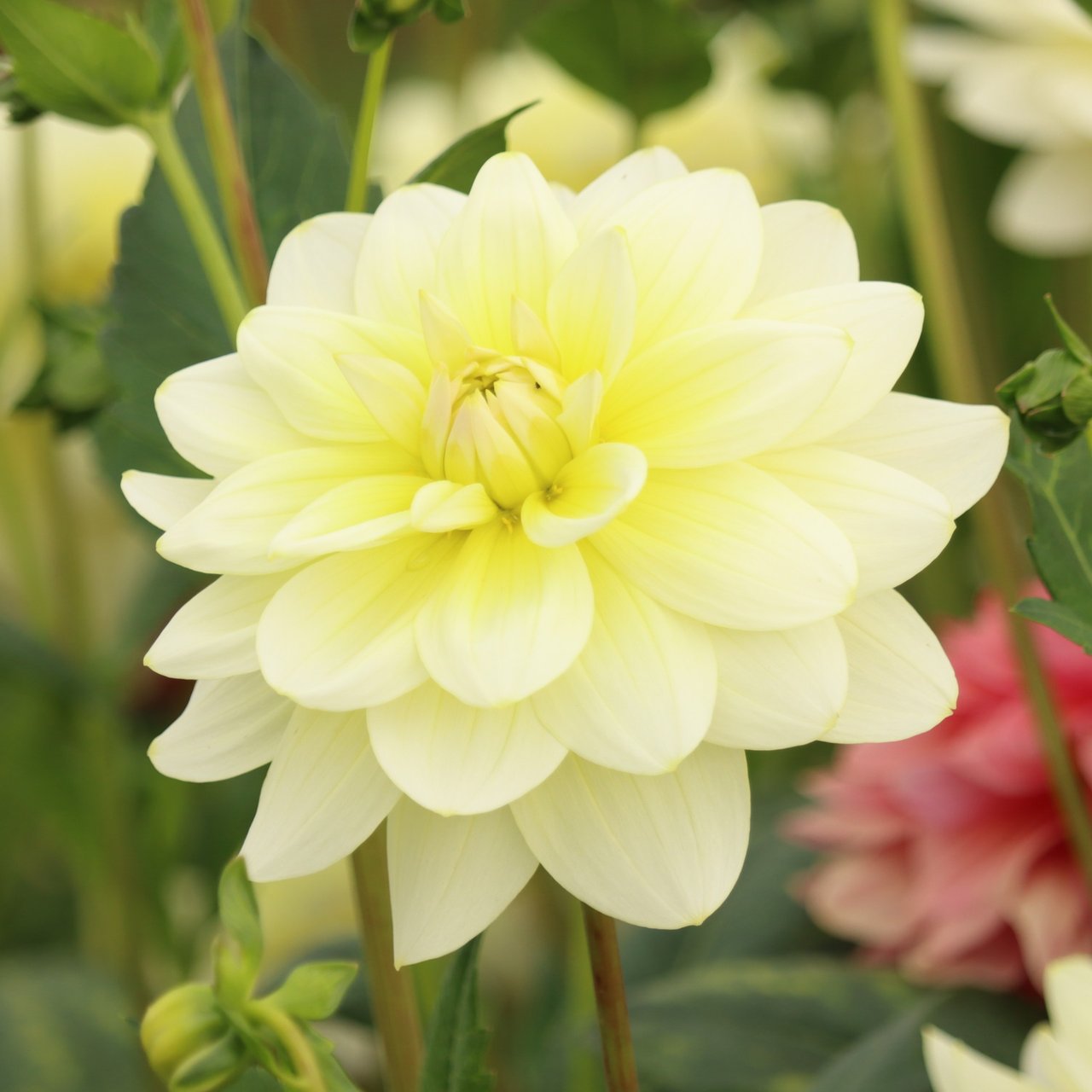 Harriet G Dahlia Knöl