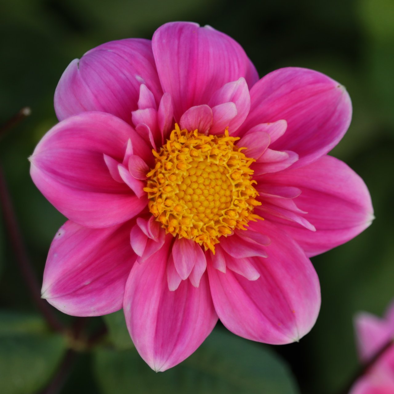 Hartenaas Dahlia Knöl
