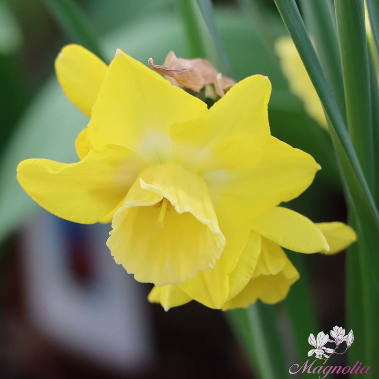Hillstar Narcissus Bulbs