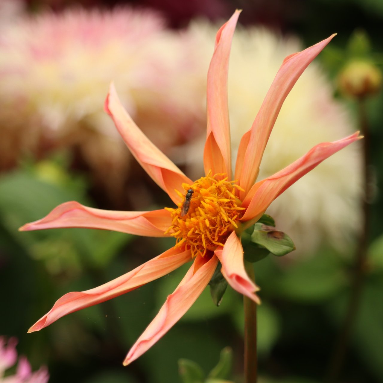 Honka Orange Dahlia Knöl
