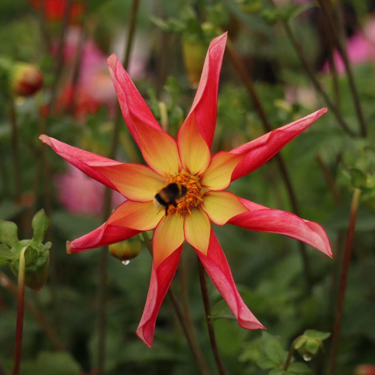 Honka Surprise Dahlia Knöl