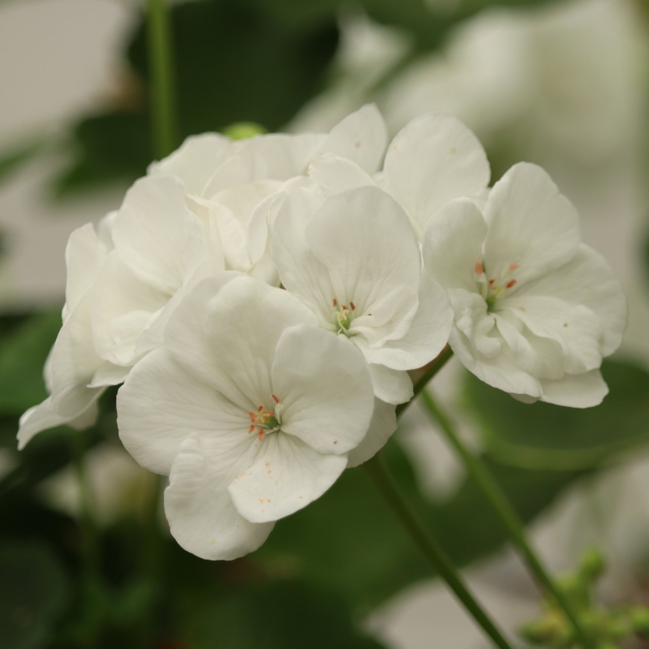 Hoplax Fanny Pelargon Stickling