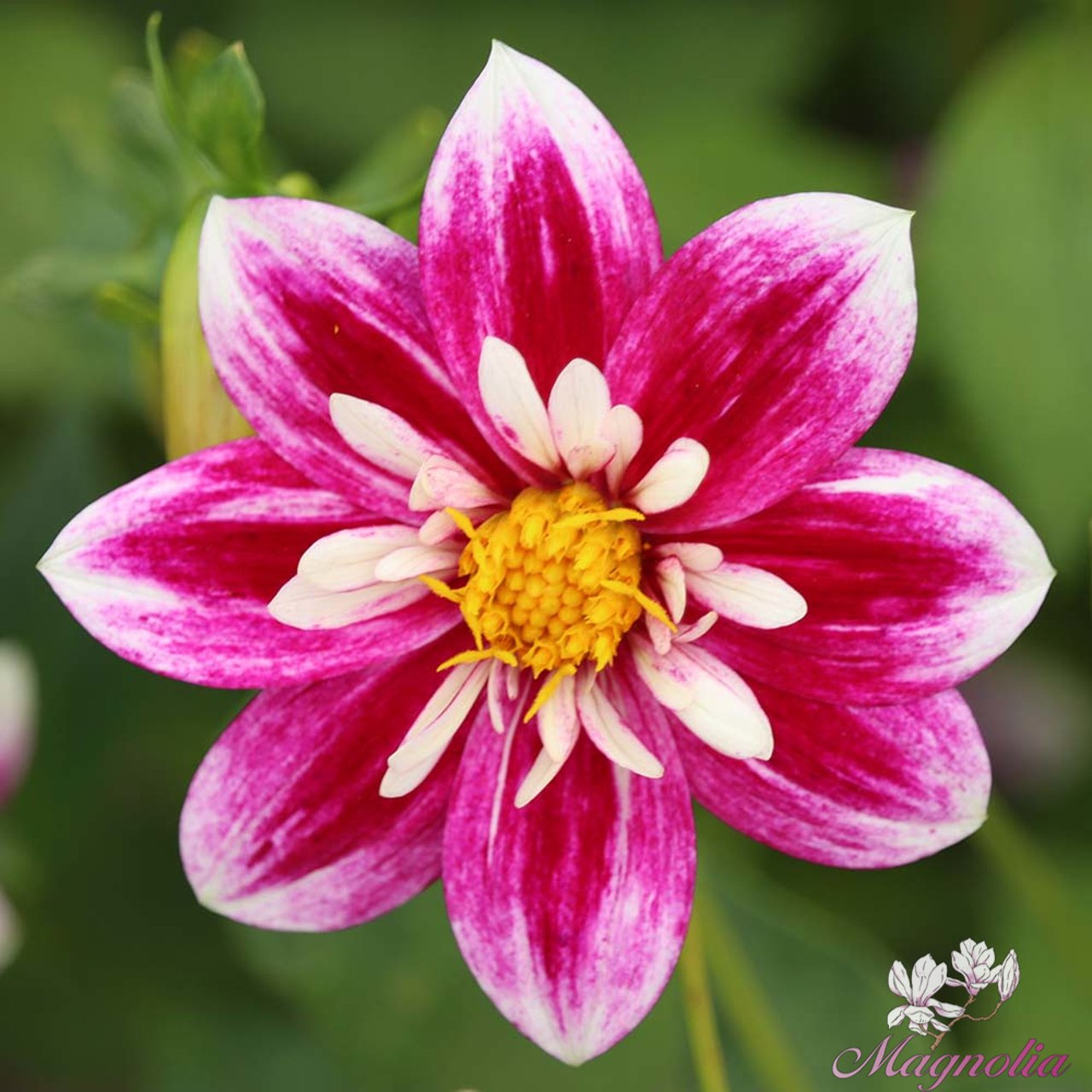Impression Fabula Dahlia Tuber