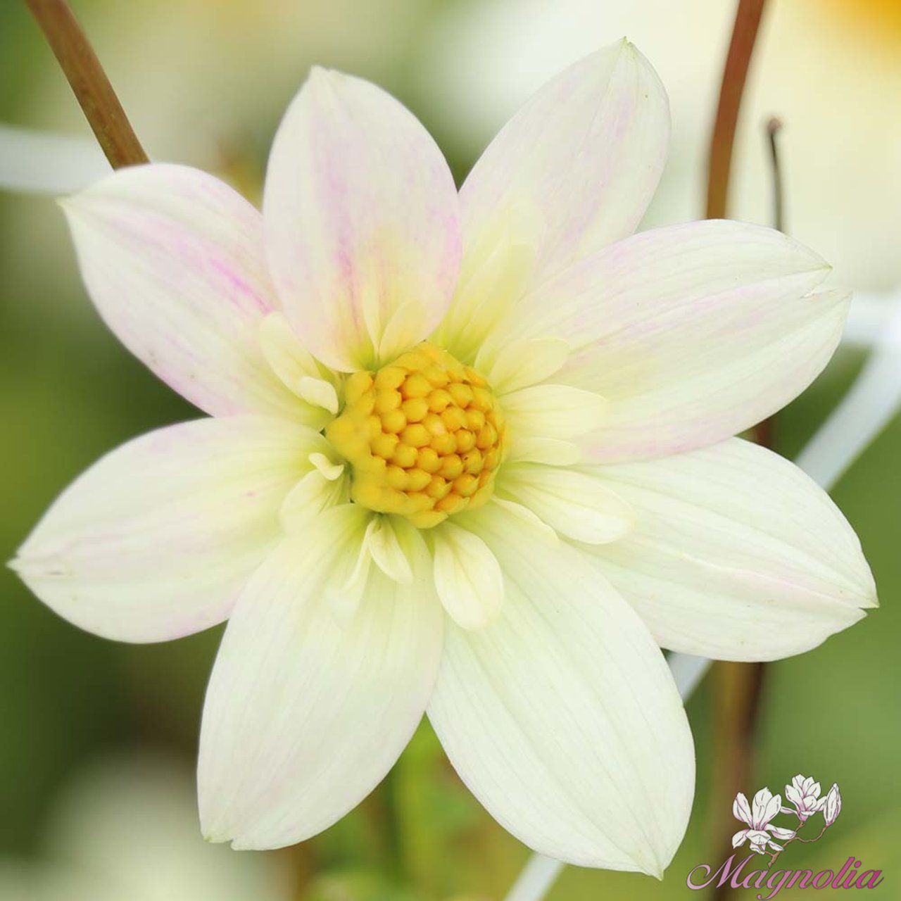 Impression Flamenco Dahlia Knöl