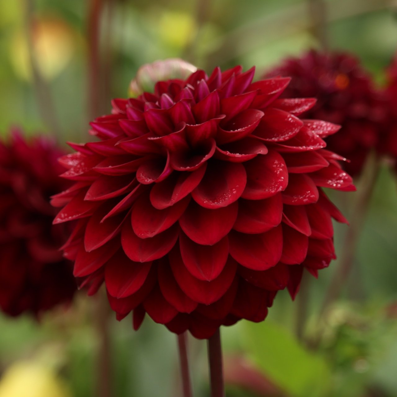 Isa's Darkness Dahlia Knöl