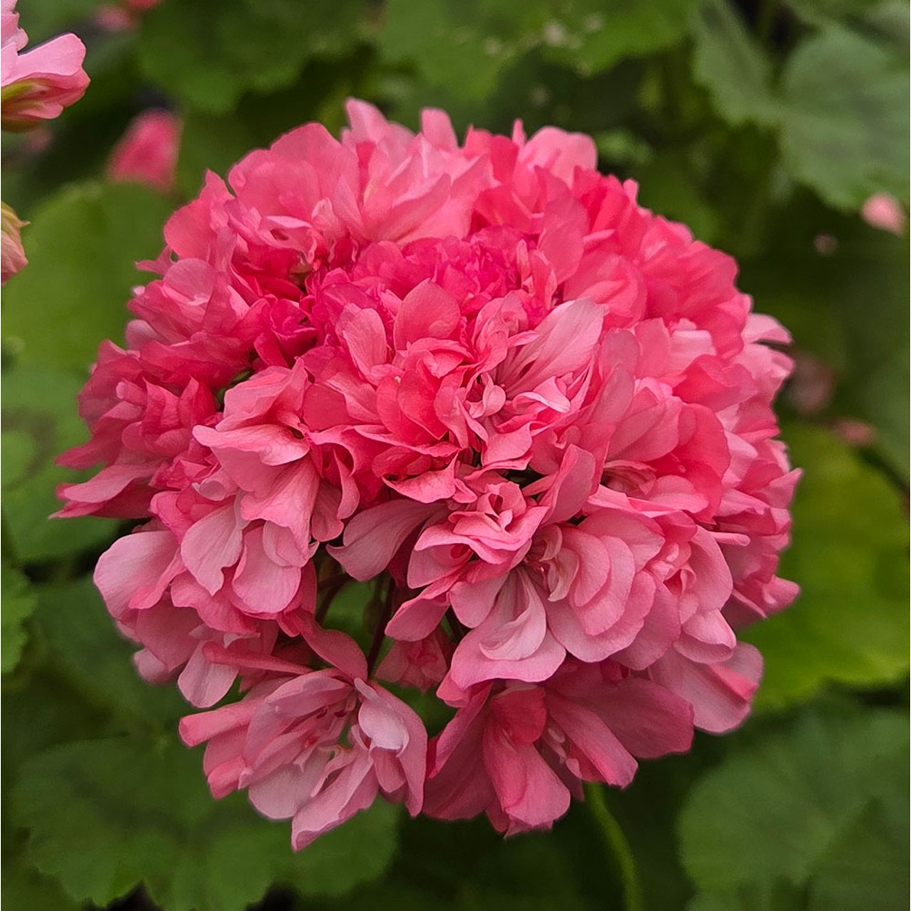 Jägershus Gogodansaren Pelargonium Cutting