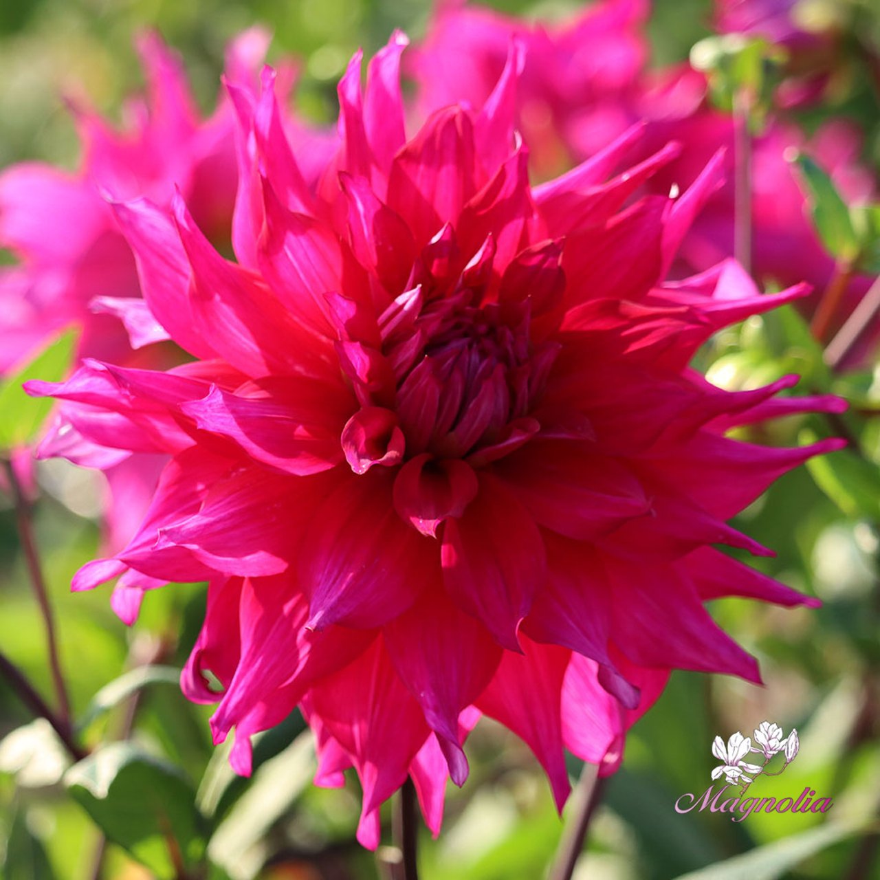 Jocondo Dahlia Tuber