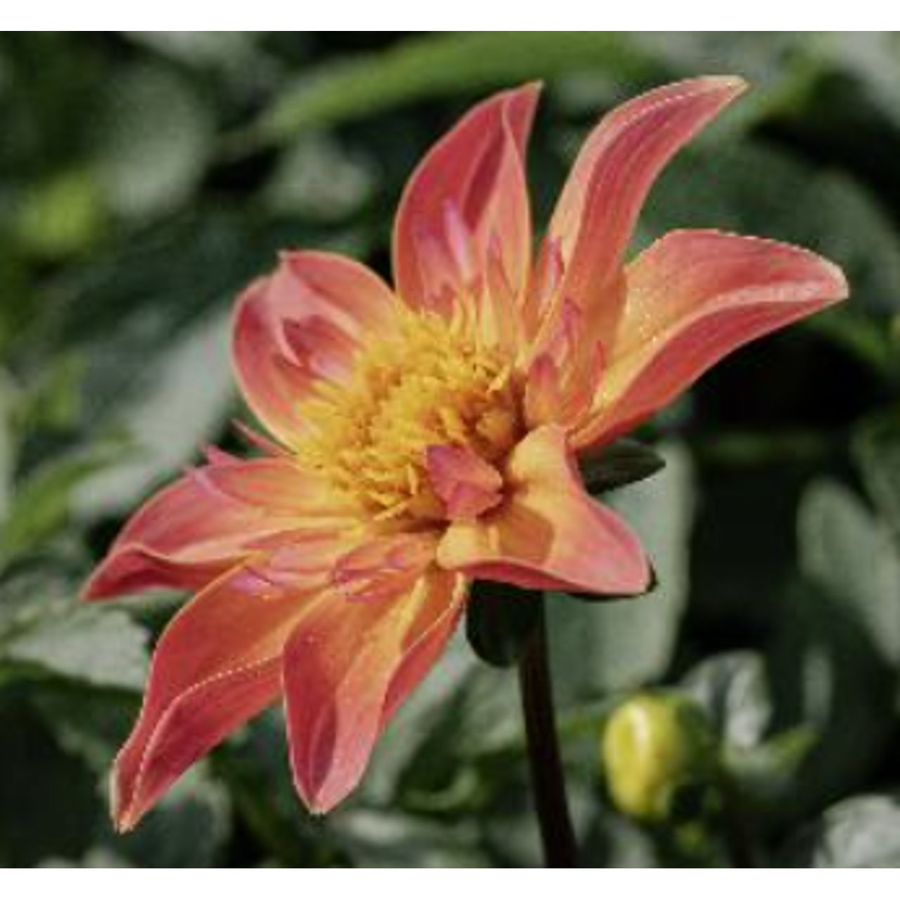 Josie's Romance Tuber