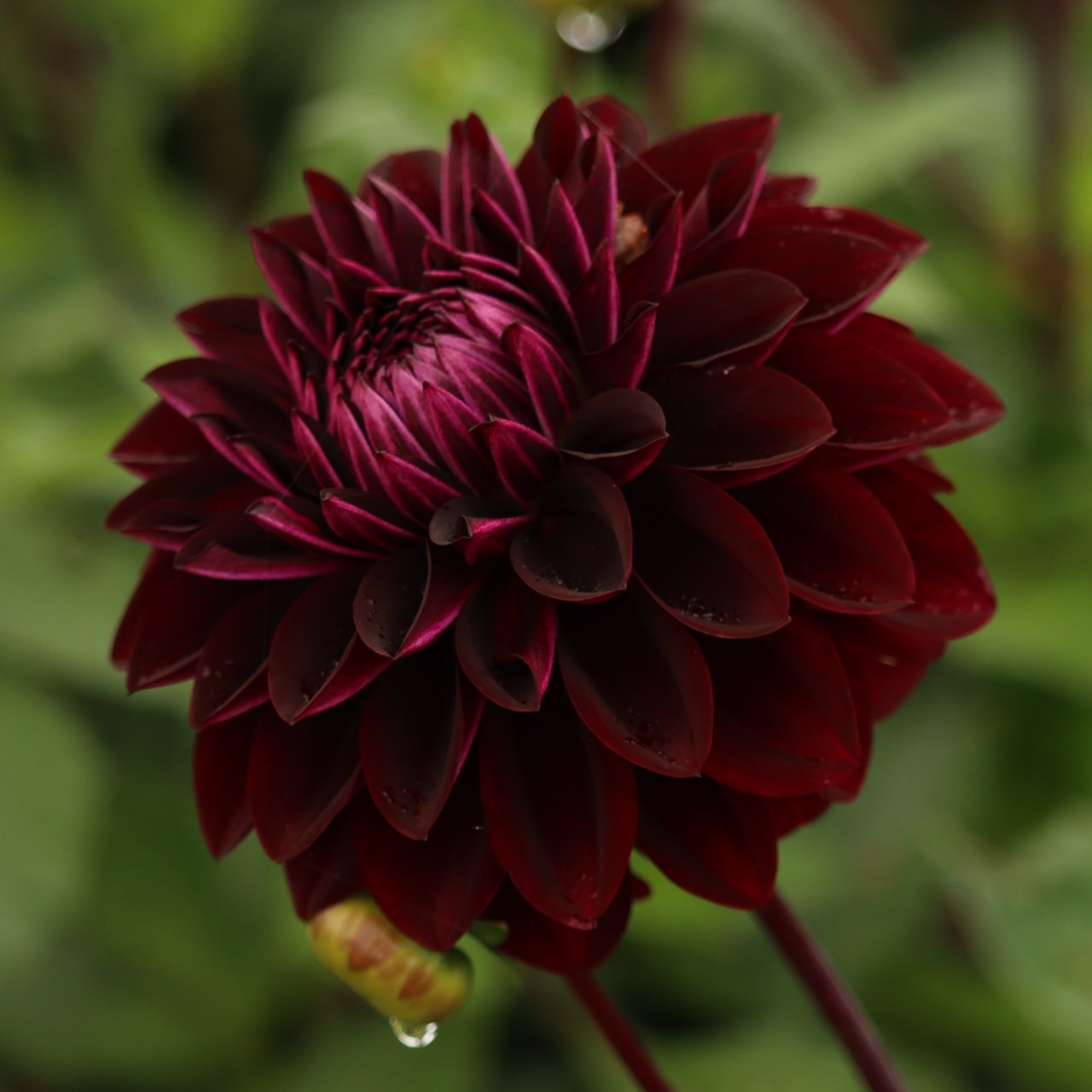 Jowey Midnight Dahlia Tuber
