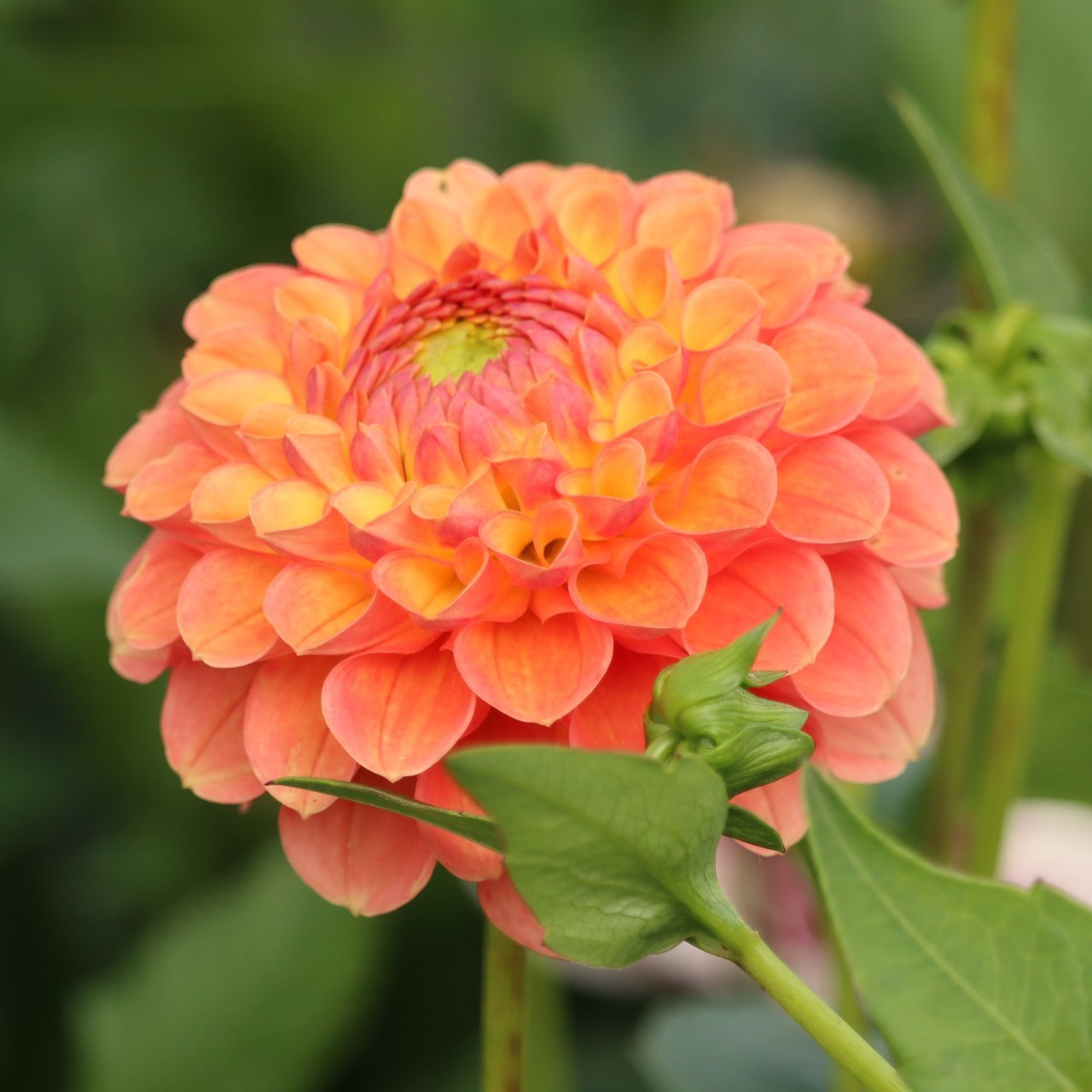 Jowey Paula Dahlia Tuber