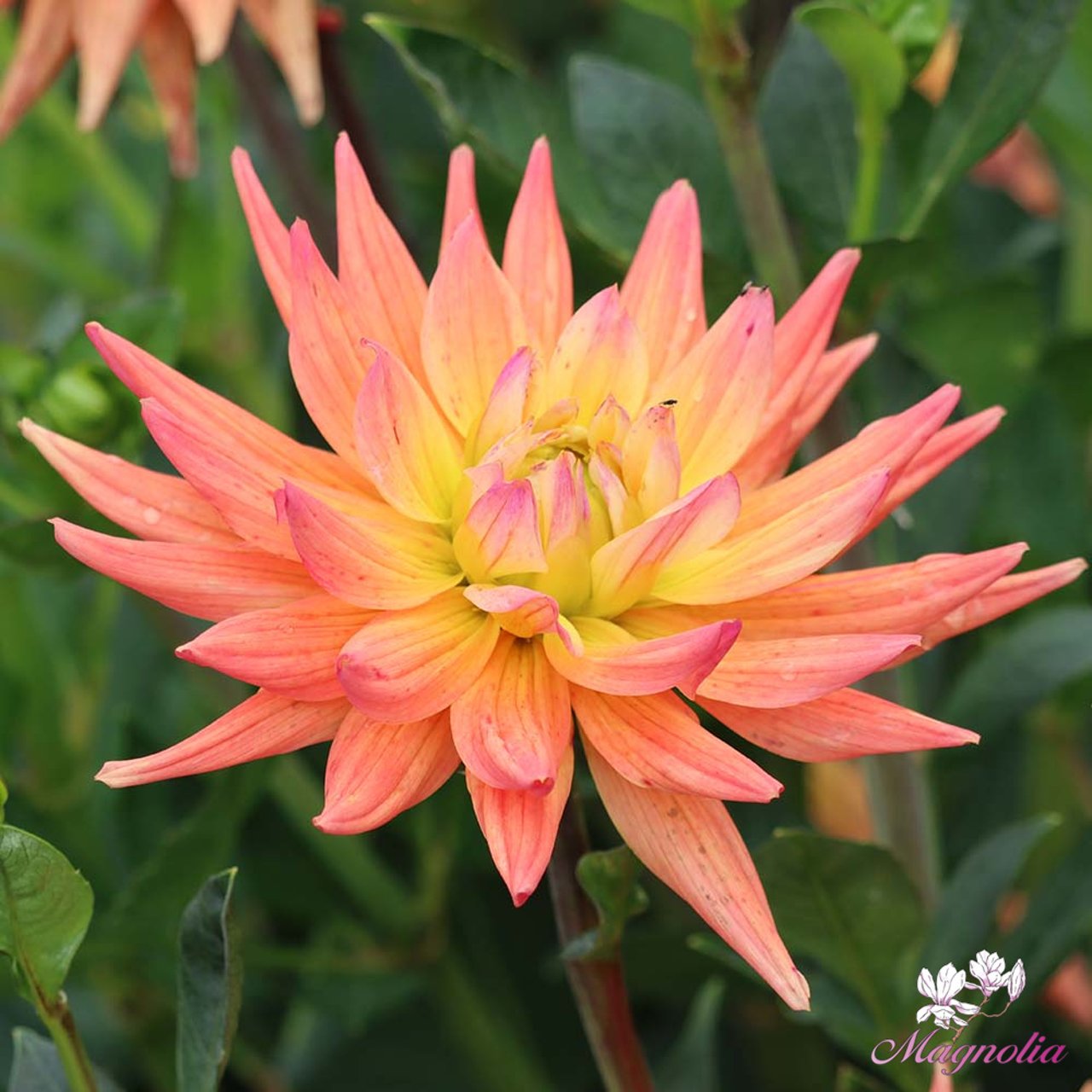 Karma Corona Dahlia Tuber