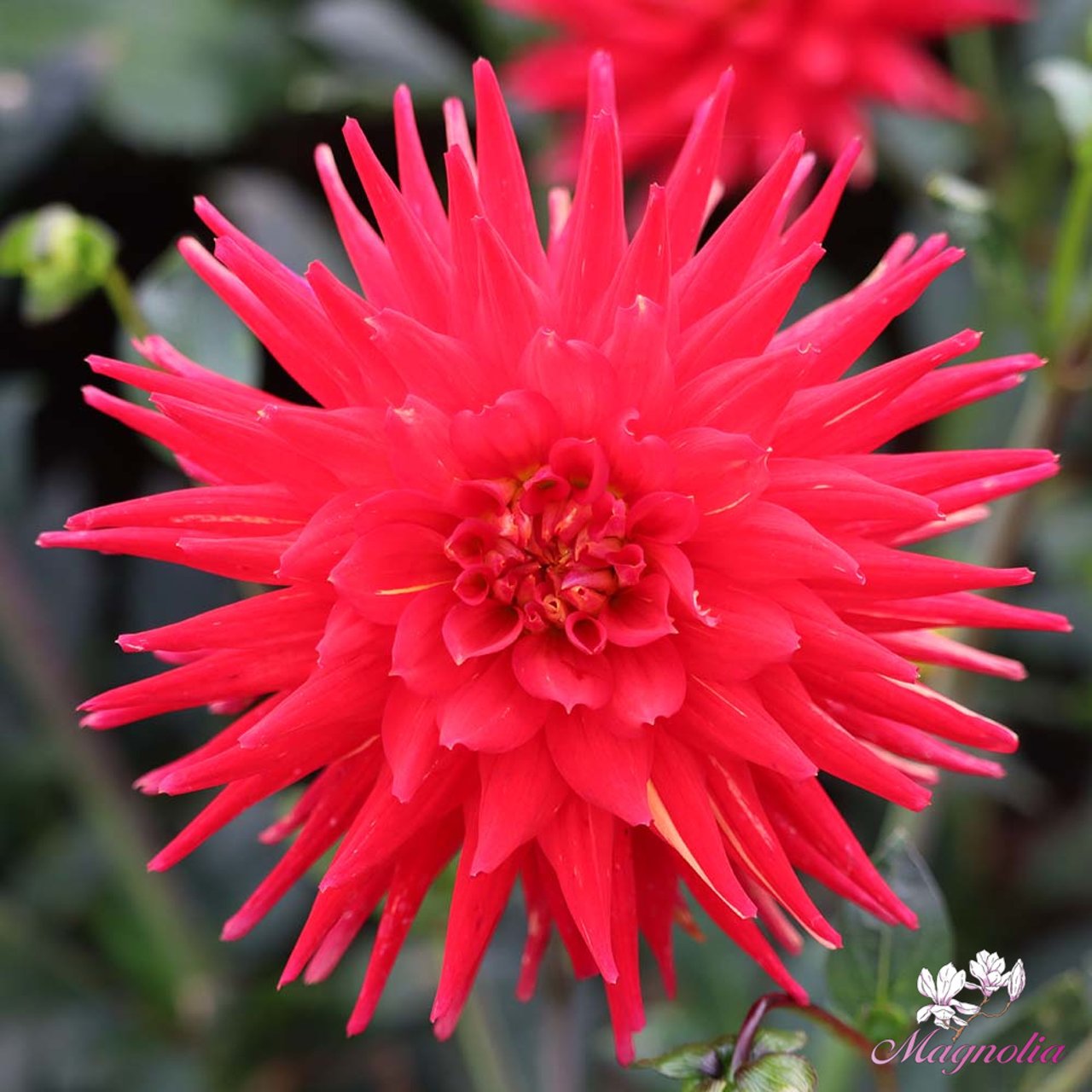 Karma Red Corona Dahlia Tuber