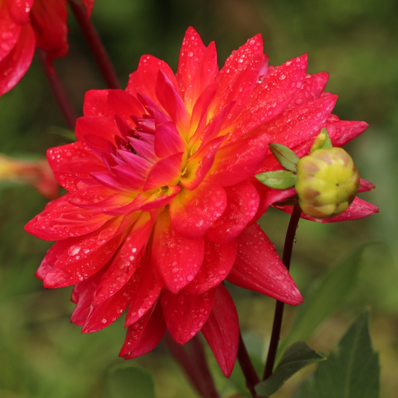 Kilburn Glow Dahlia Knöl