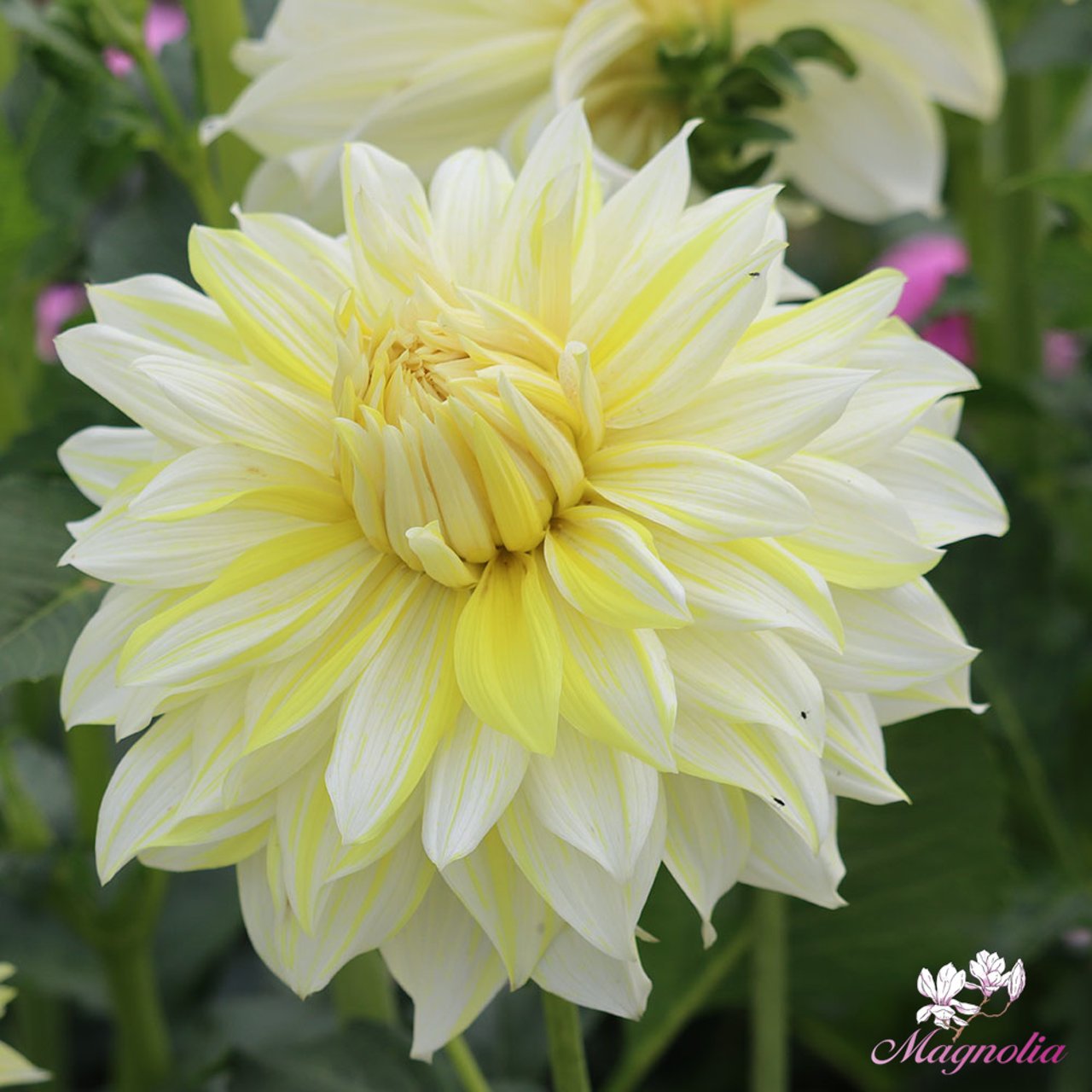 La Luna Dahlia Tuber