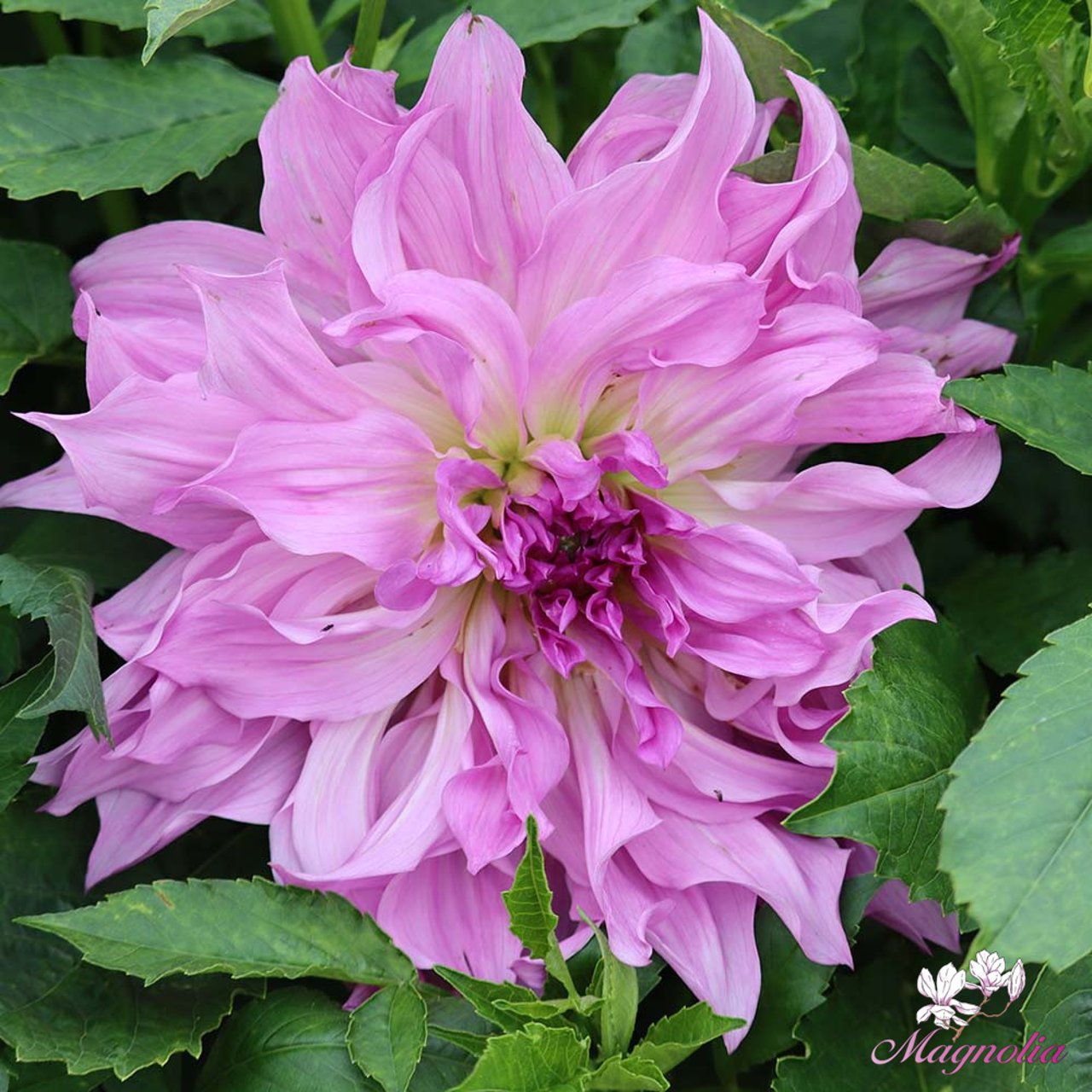 Lavender Ruffles Dahlia Knöl