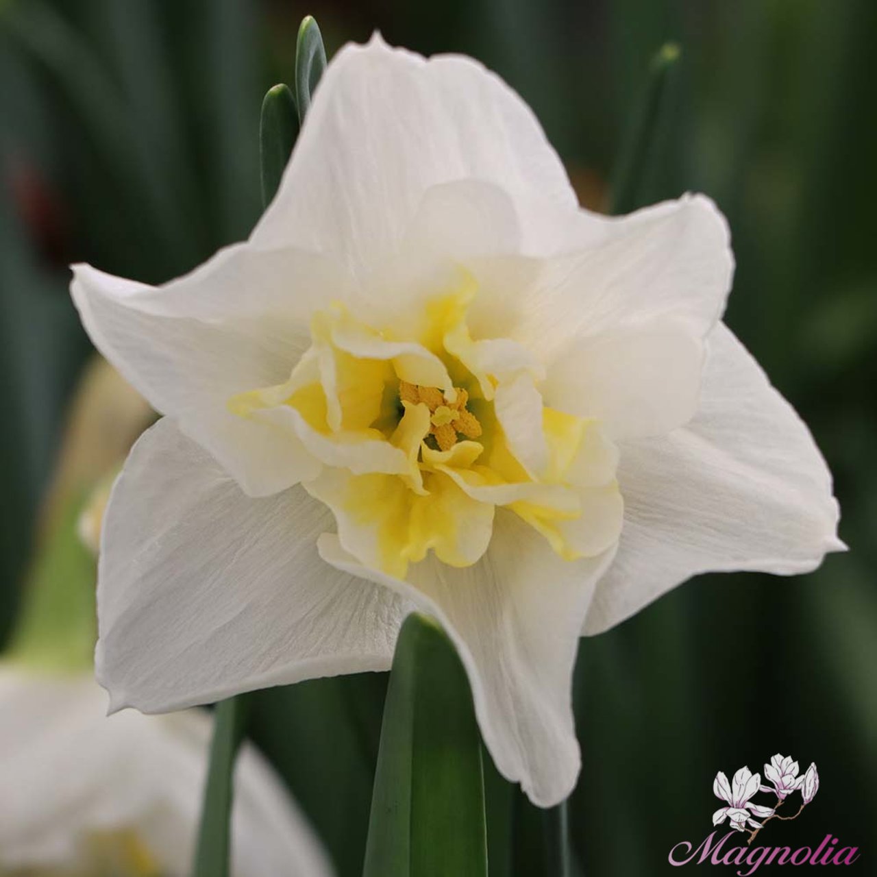 Lemon Beauty Narcissus Bulbs