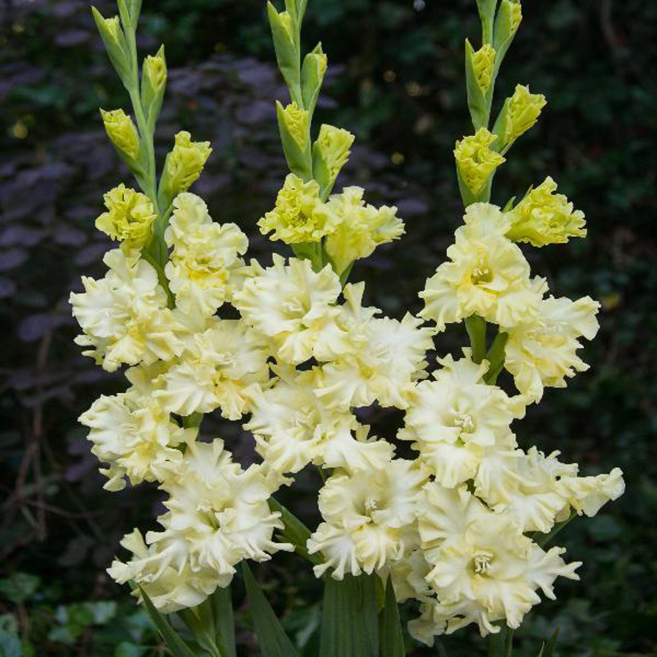 Lemon Frizzle Gladiolus Corms