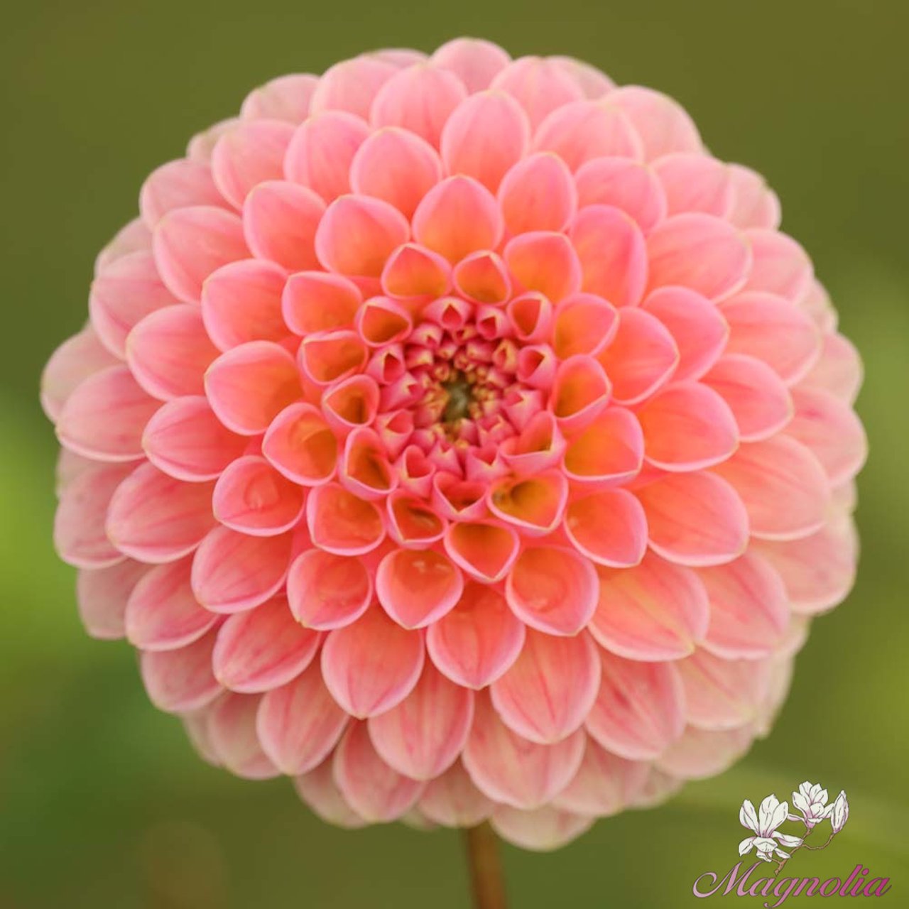 Linda's Baby Dahlia Knöl