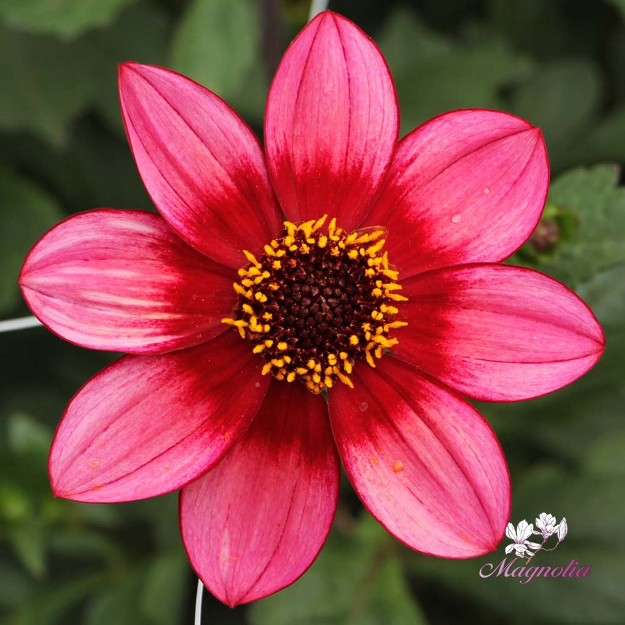Lou Farman Dahlia Tuber