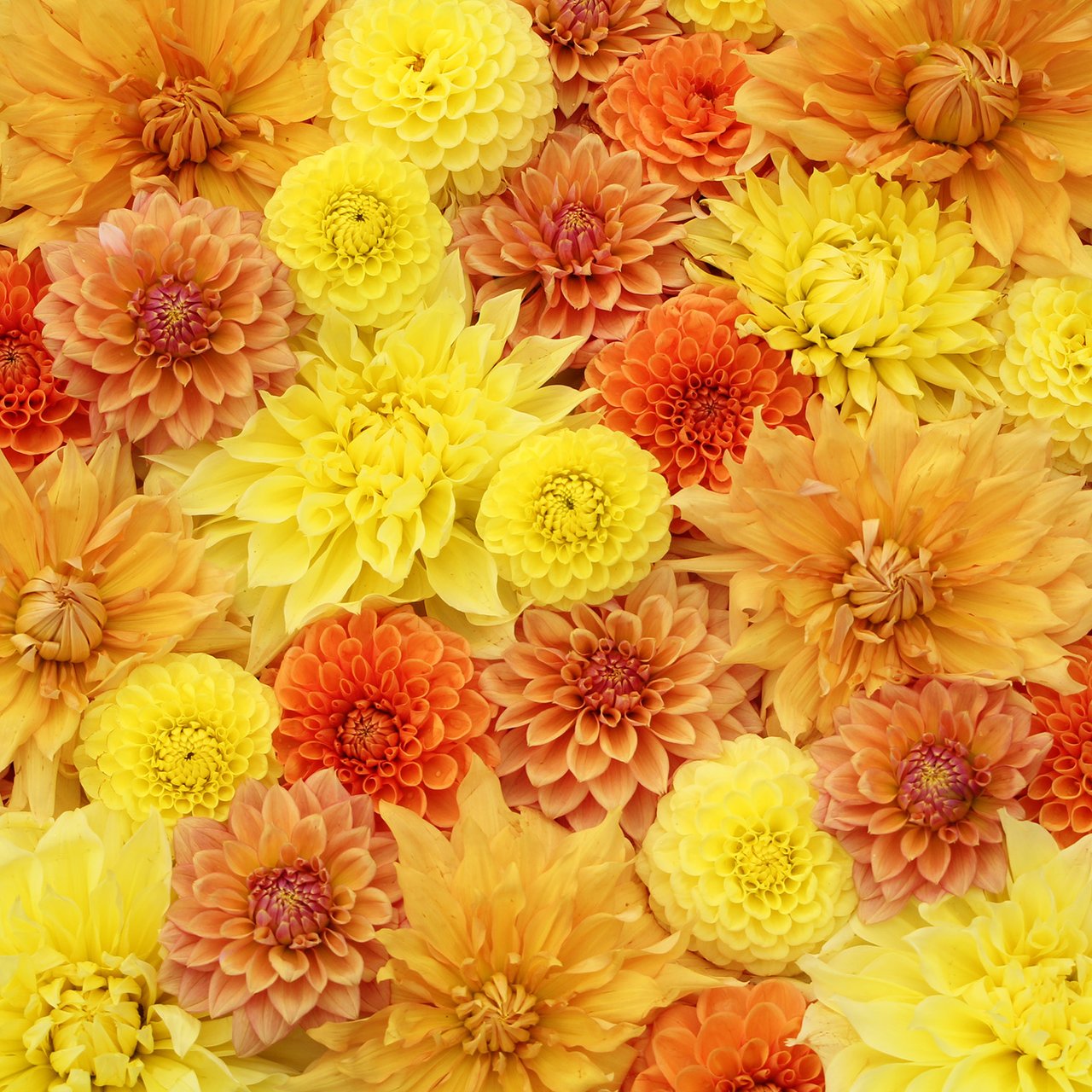 Louise' Sunshine Dahlia Collection Tuber