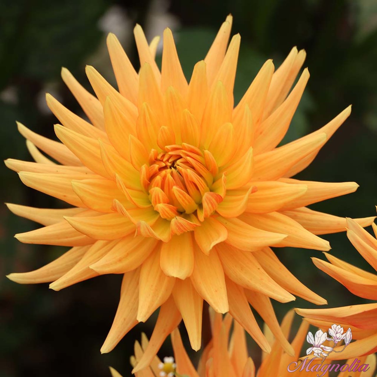 Ludwig Helfert Dahlia Tuber