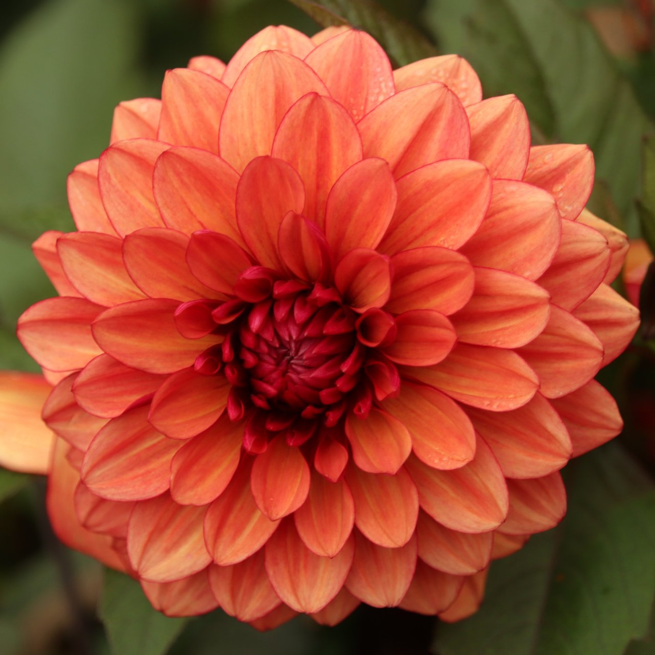 Lunara (Orient Express) Dahlia Tuber