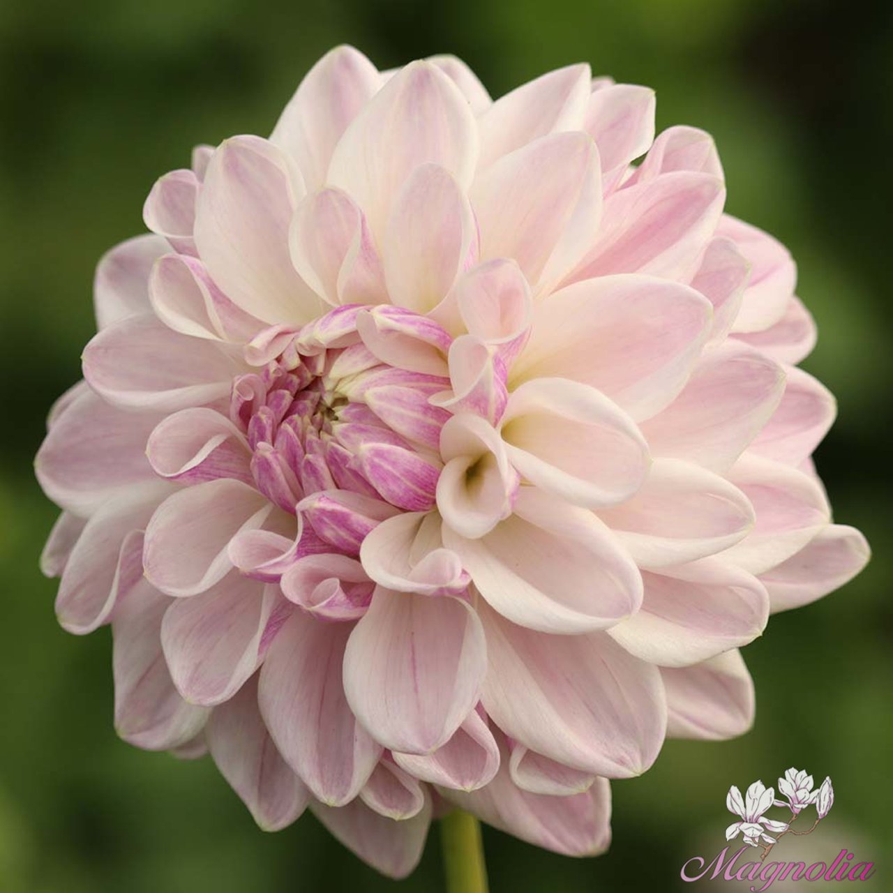 Mama Mia Dahlia Tuber