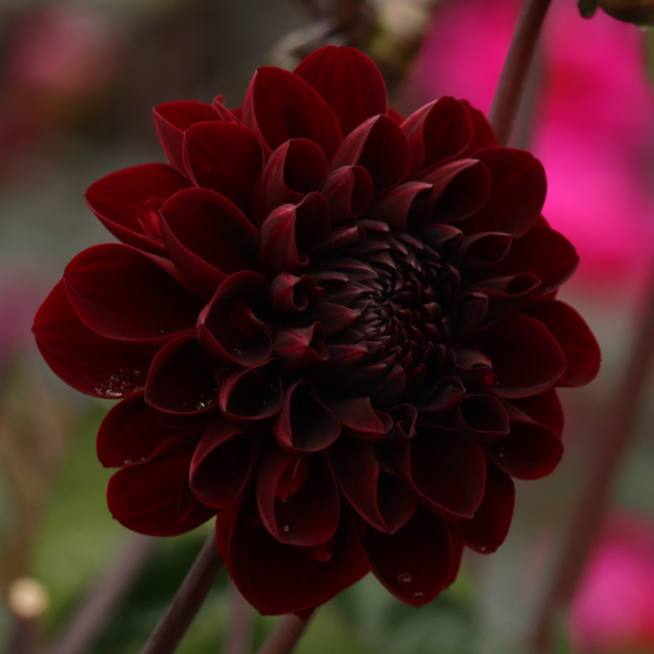Manoa Dahlia Knöl