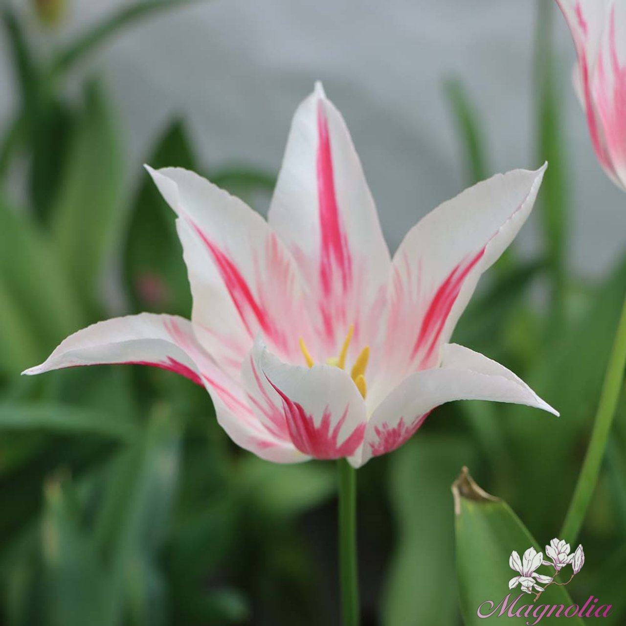Marilyn Tulip Bulbs