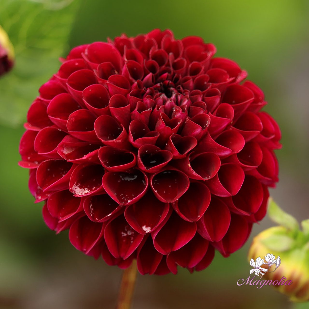 Maroon Fox ® Dahlia Knöl