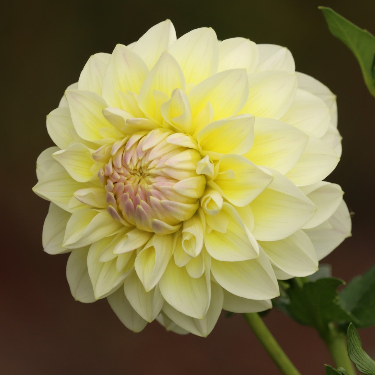 Matrix (Aquarelle) Dahlia Knöl