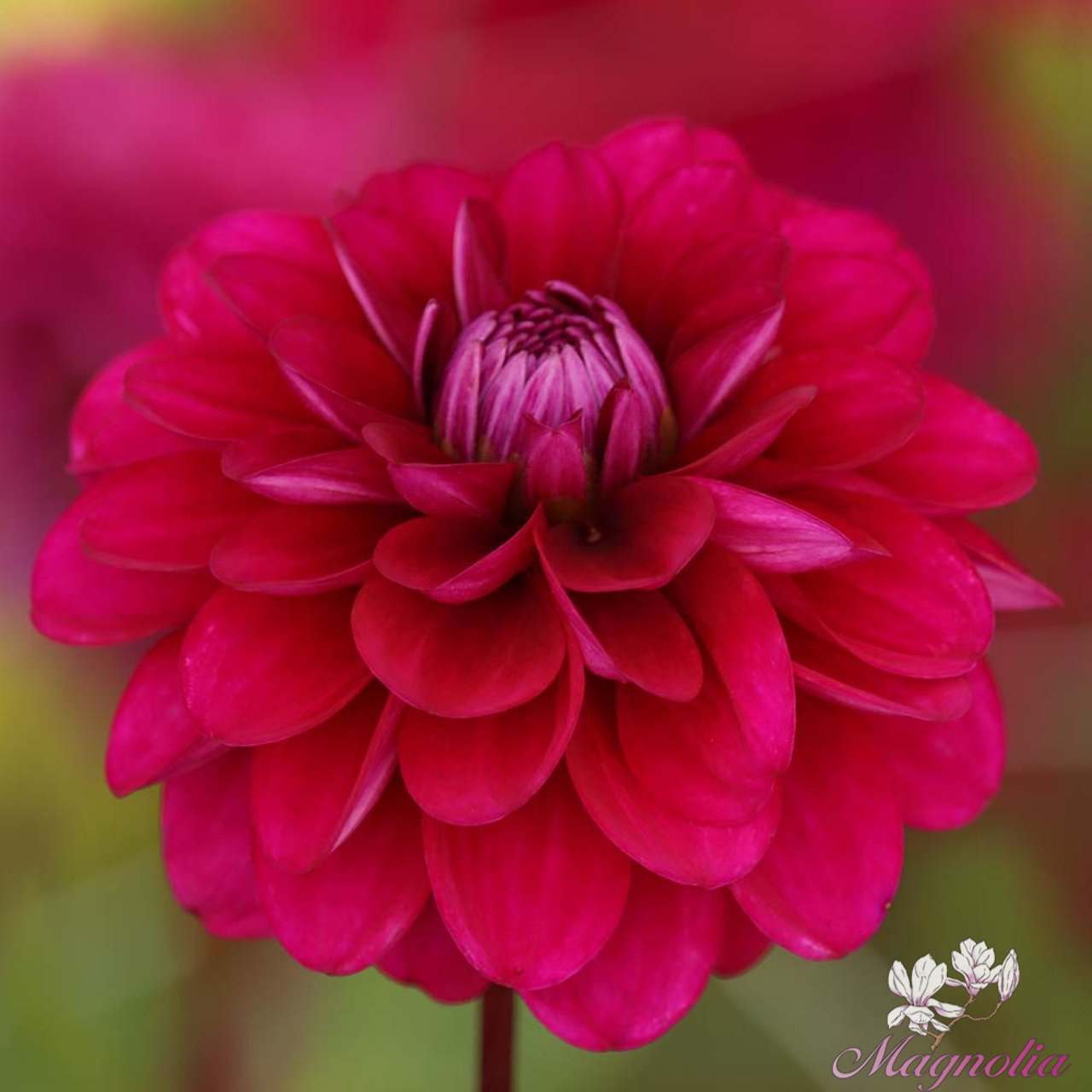 Melchior Dahlia Knöl
