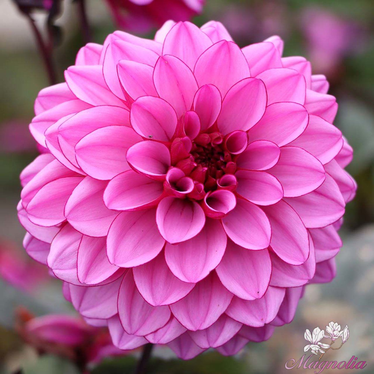 Melissa Anna Marijke Dahlia Tuber
