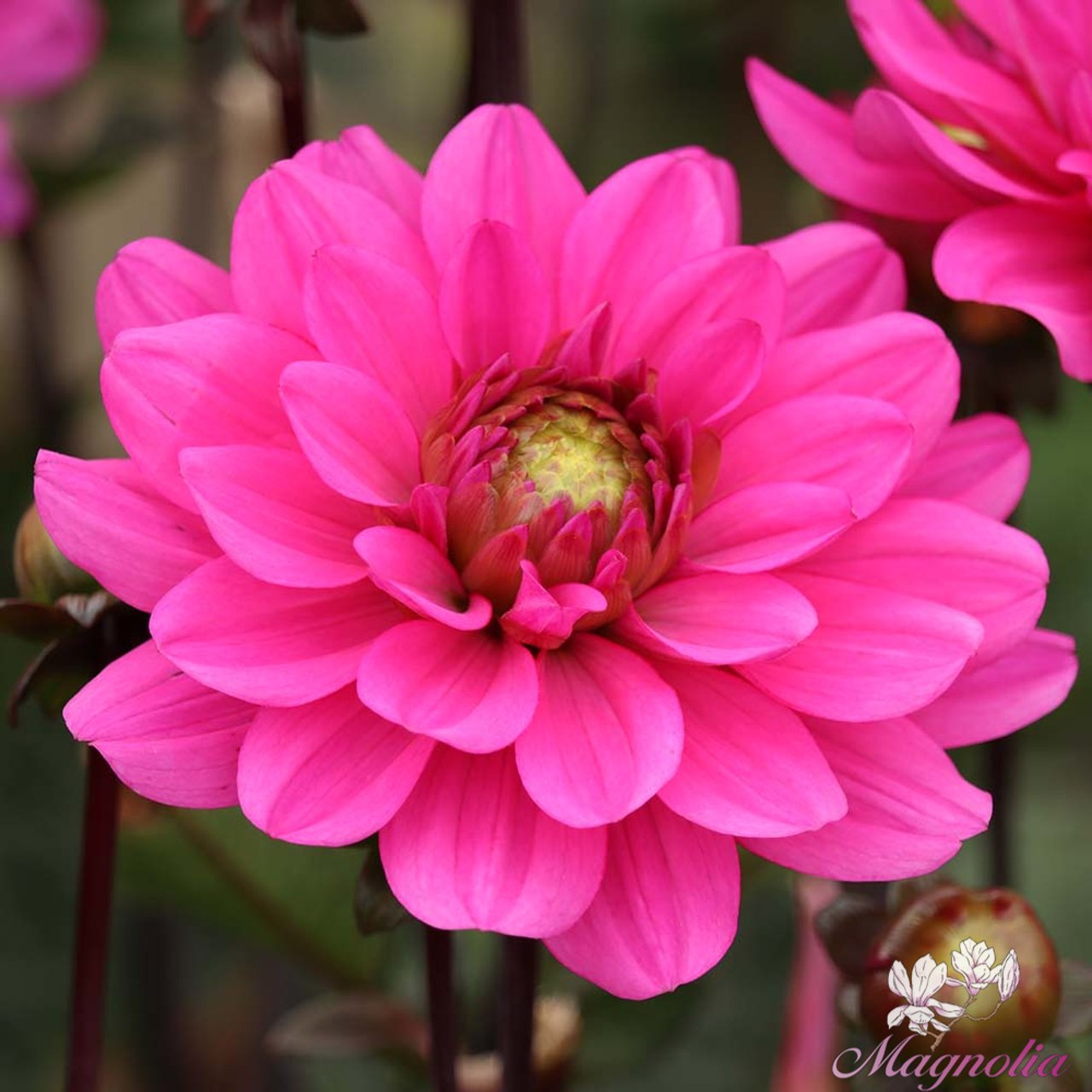 Melody Fanfare Dahlia Knöl