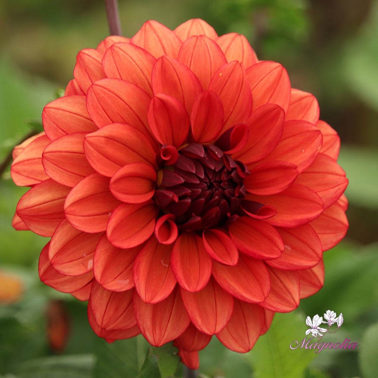 Missis Miley Dahlia Tuber