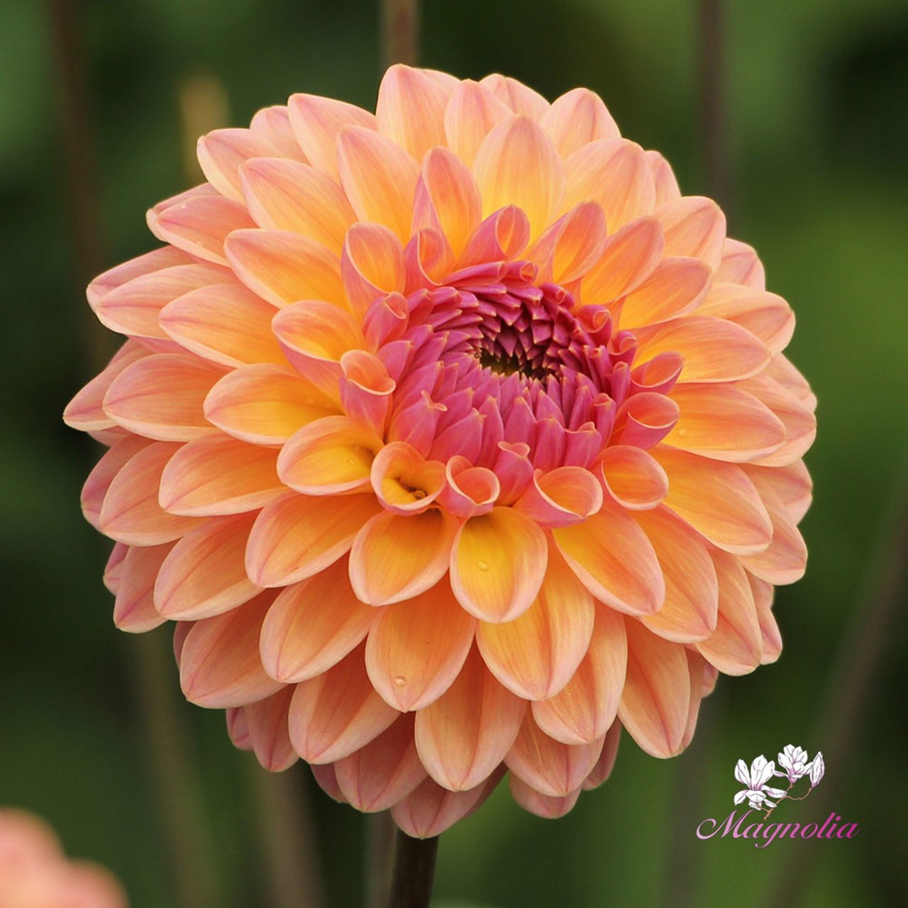 Moderato Dahlia Tuber