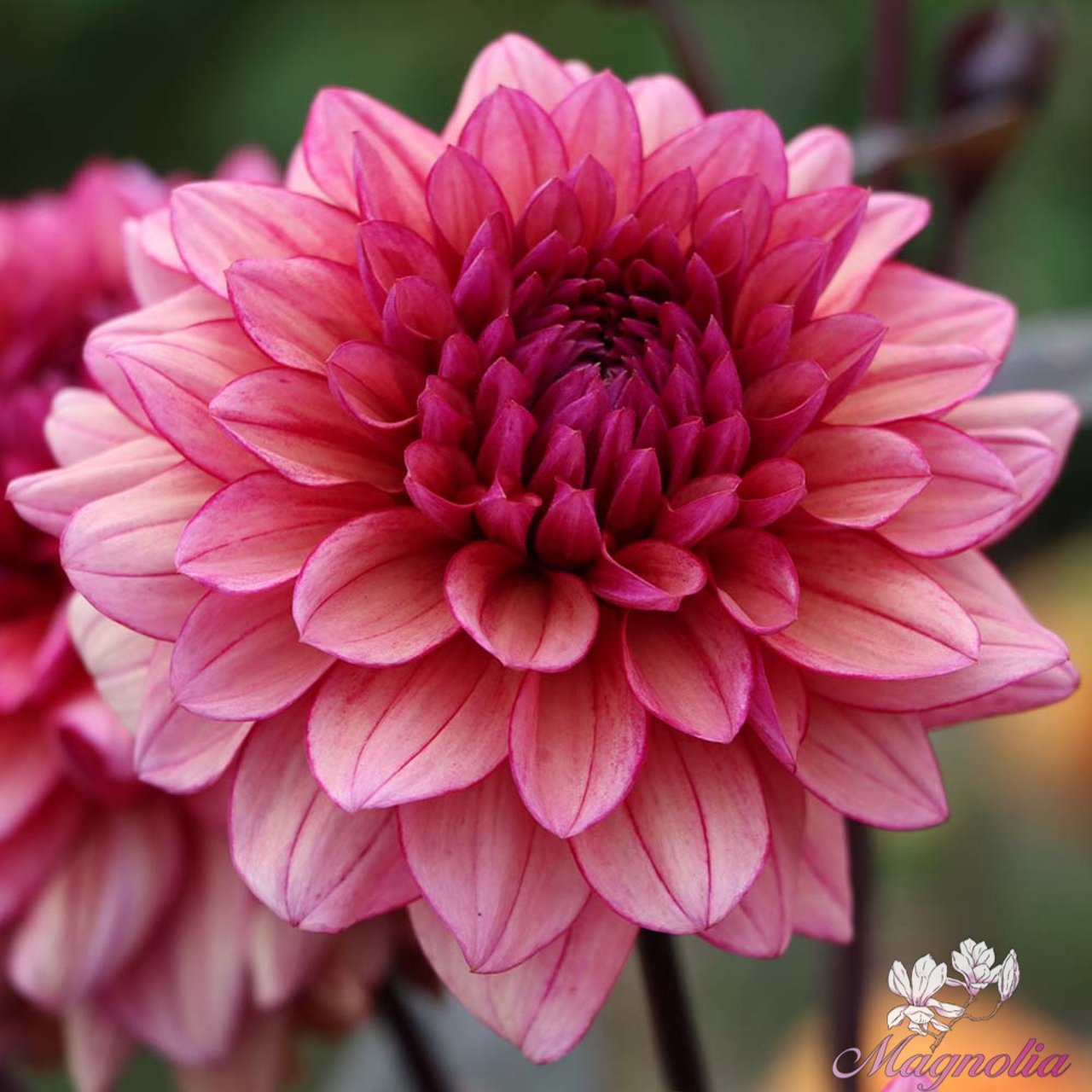 Molly Raven Dahlia Tuber