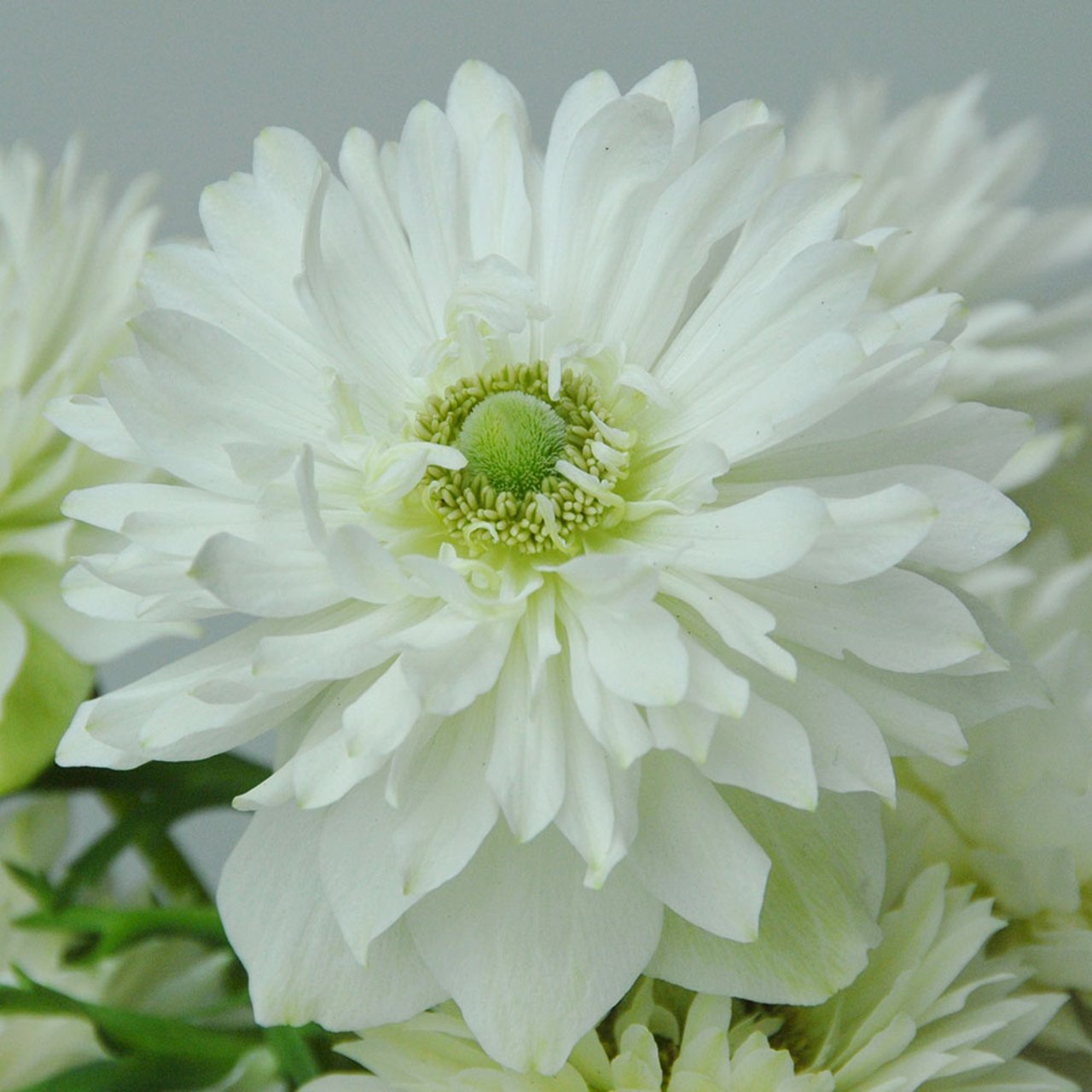 Mount Everest Anemone Corm