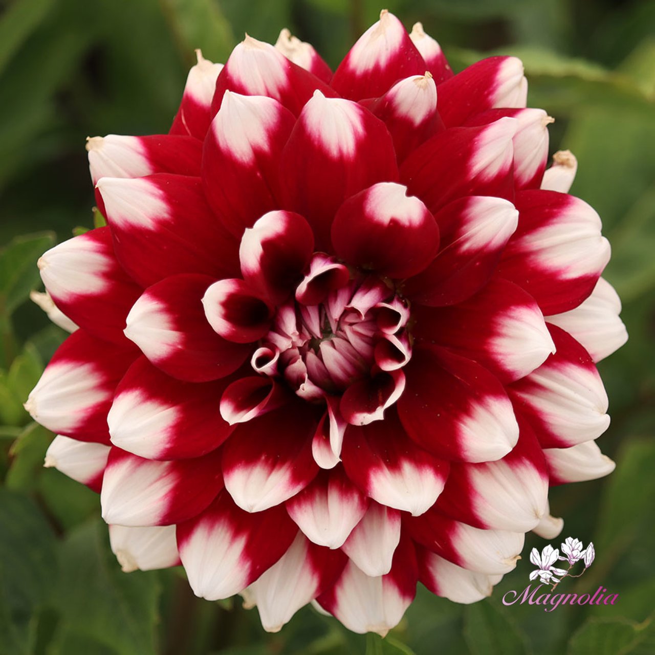 Mystery Day Dahlia Knöl