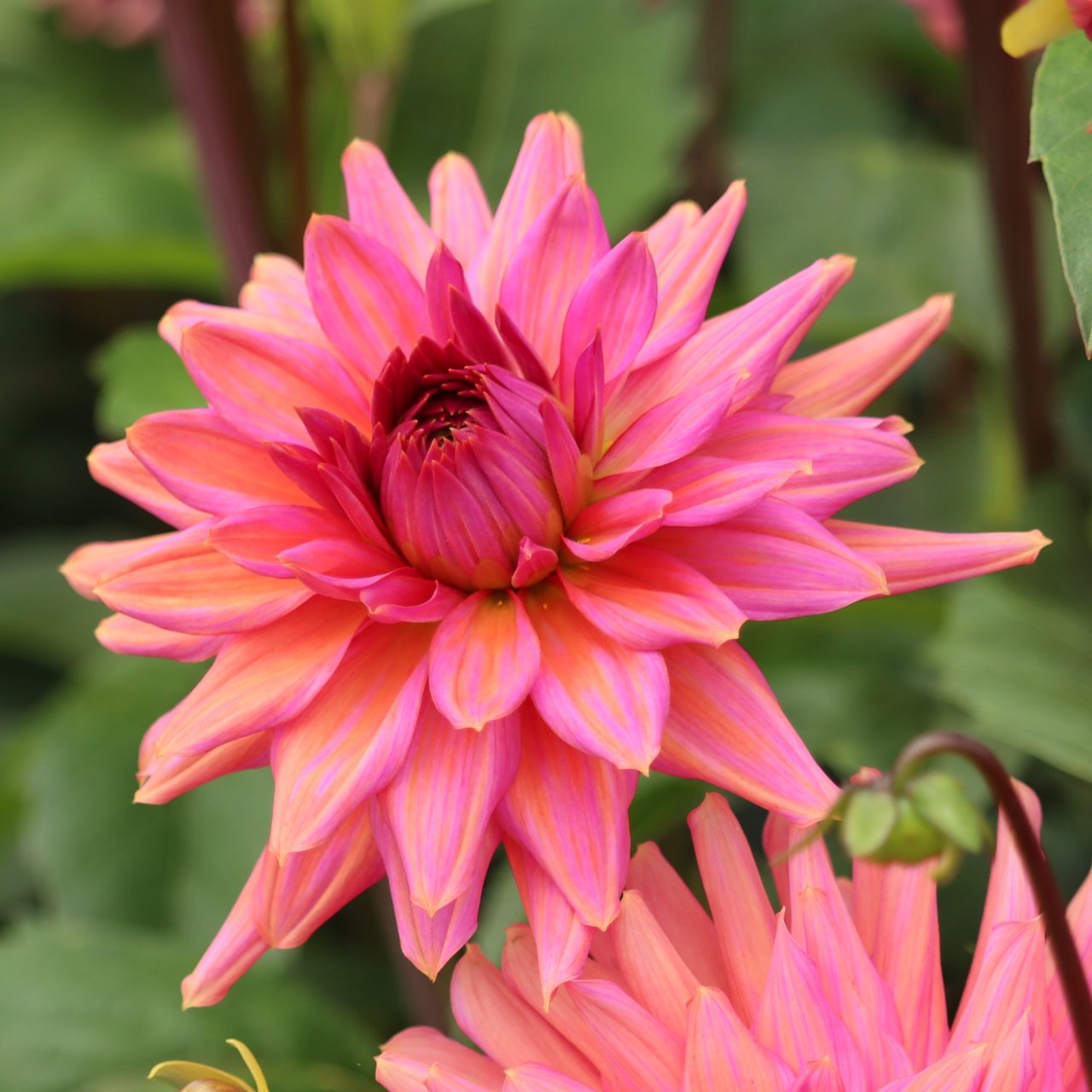 Negroni Sunset Dahlia Knöl