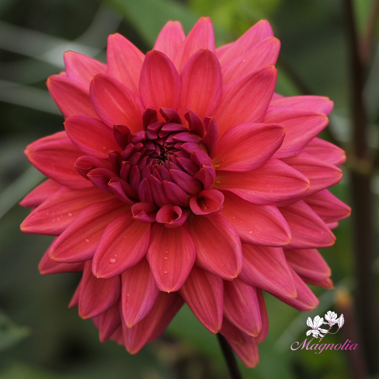 Negroni Sunset Dahlia Tuber