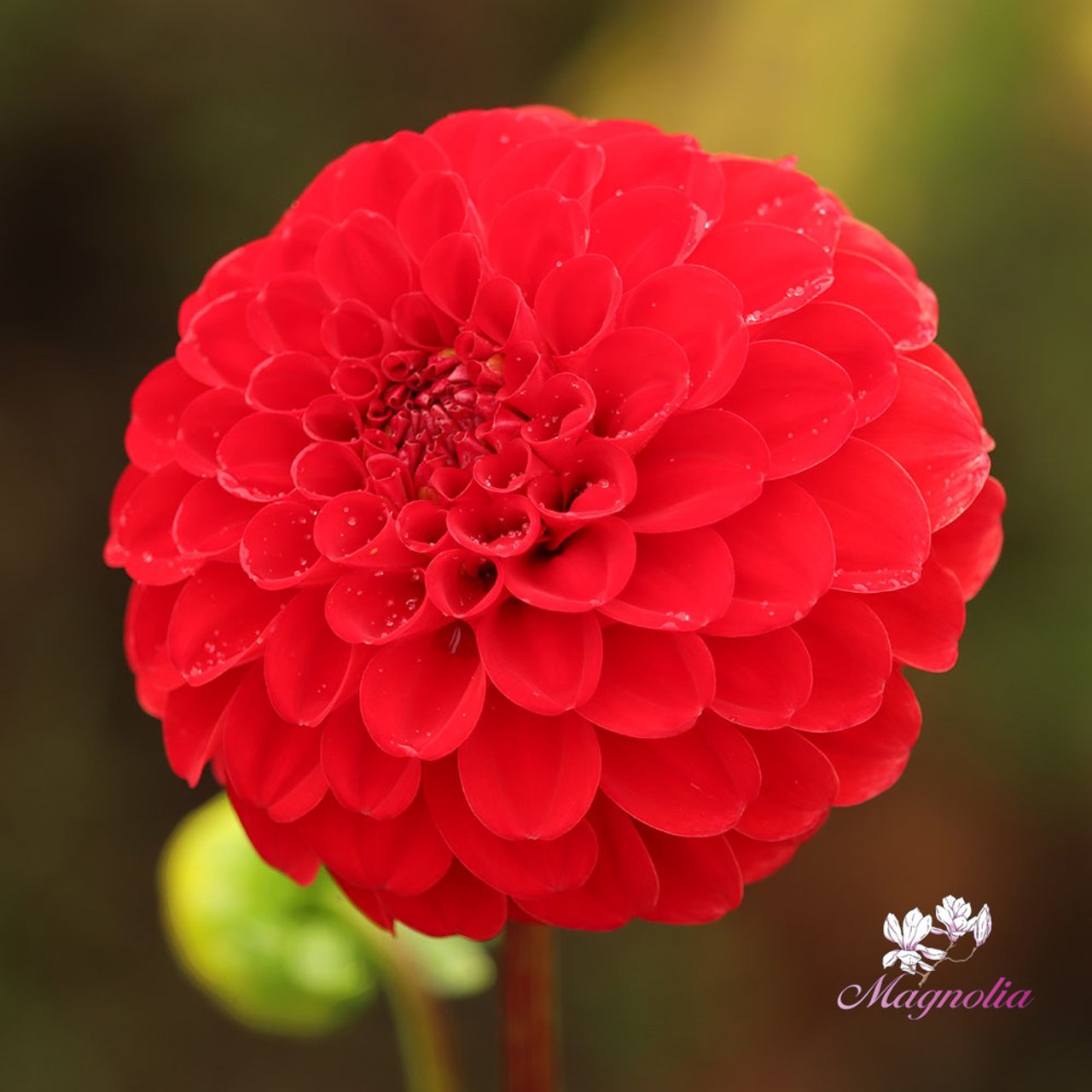 Nescio Dahlia Knöl