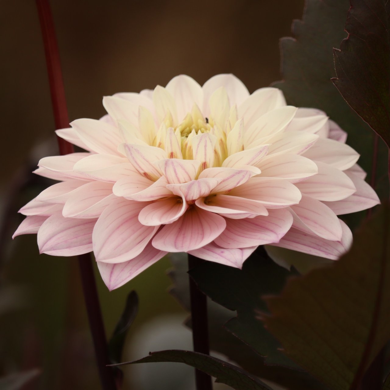 Night & Day Idylle Dahlia Knöl