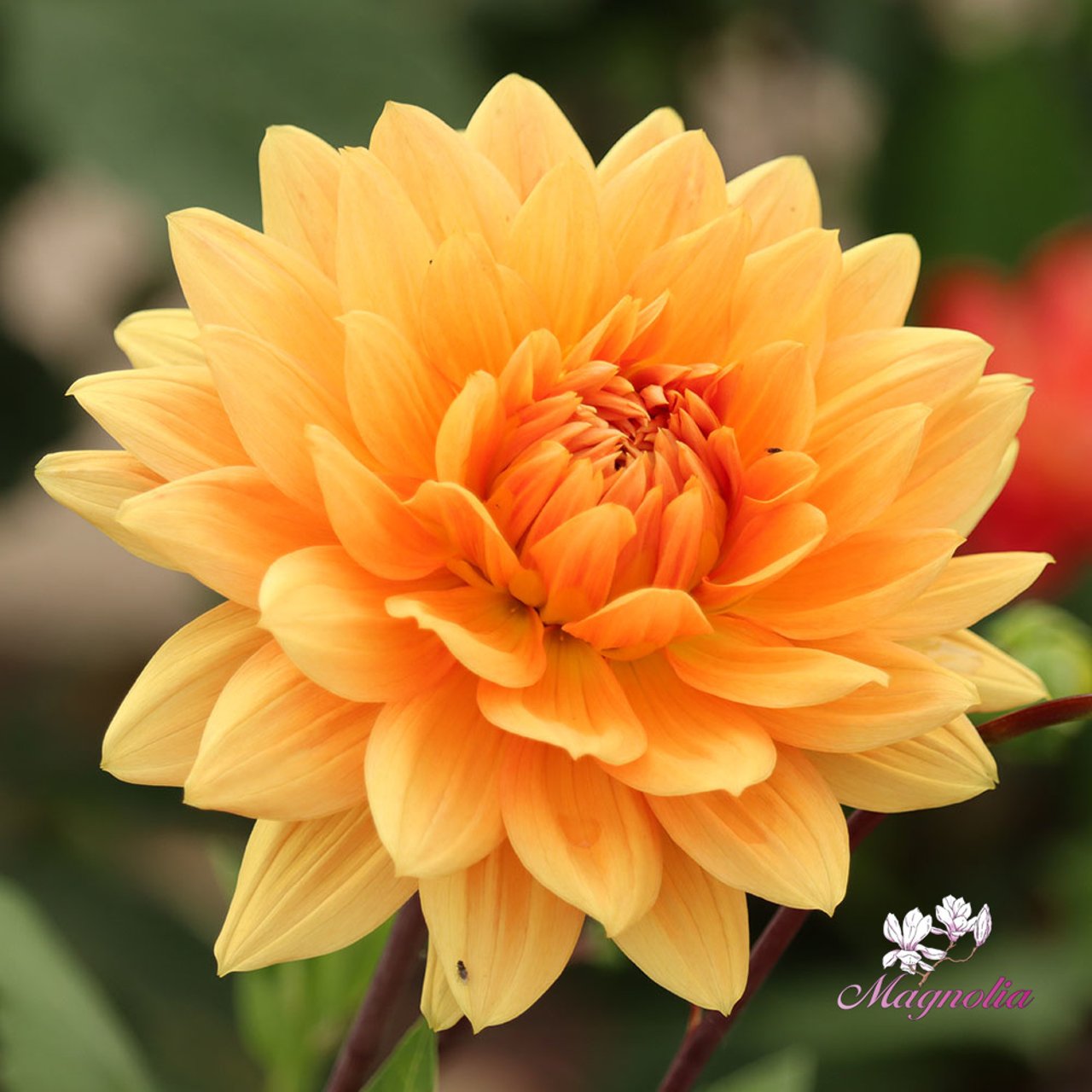 Noordwijk's Glorie Dahlia Tuber