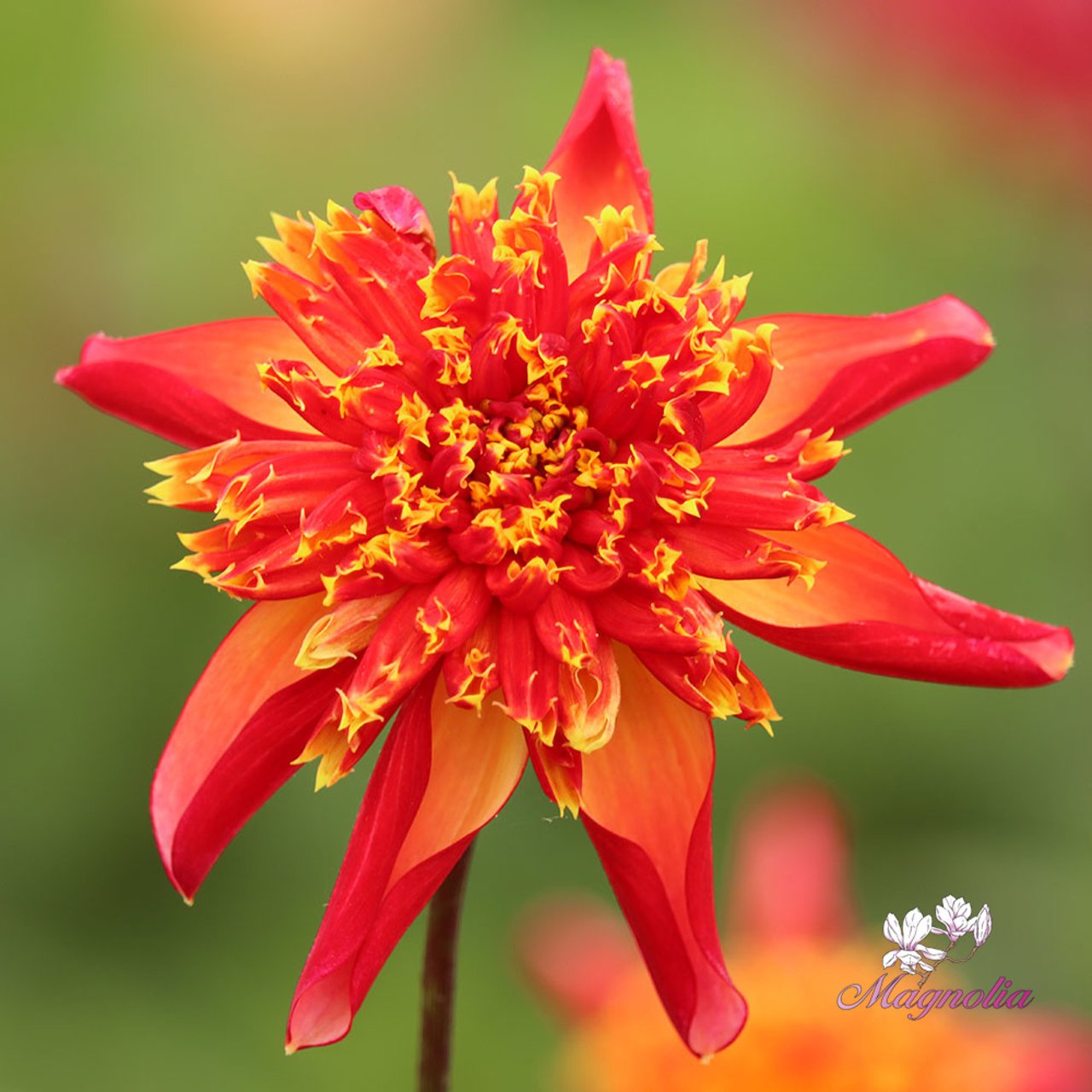 Octopus Sparkle Dahlia Tuber
