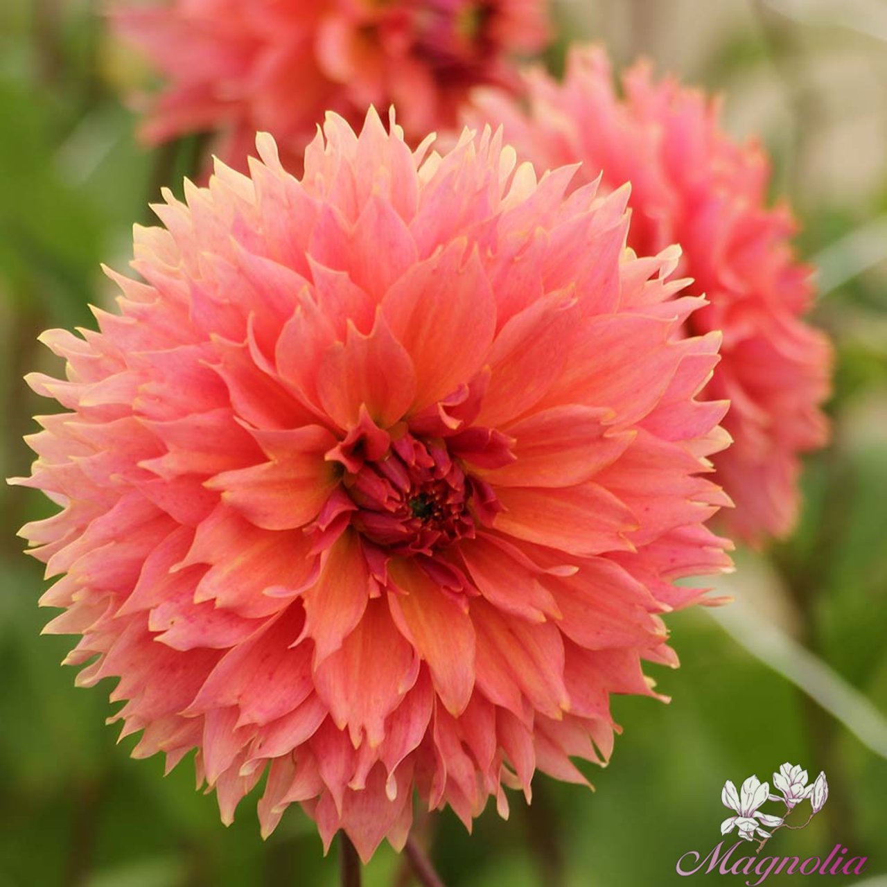 Orange Fubuki Dahlia Tuber