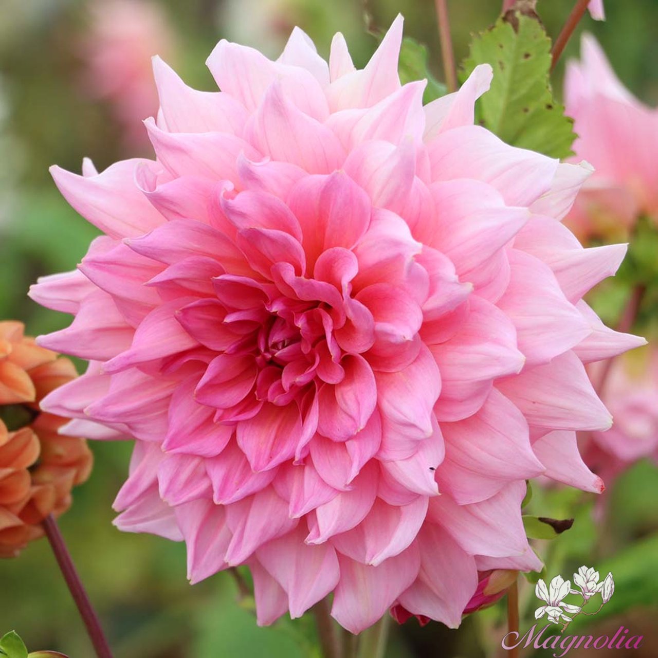 Otto's Thrill Dahlia Tuber