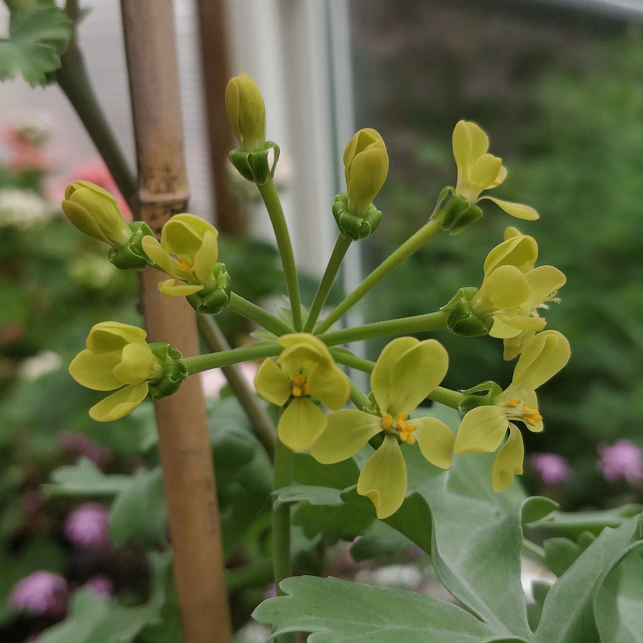 P. gibbosum Pelargonium Cutting