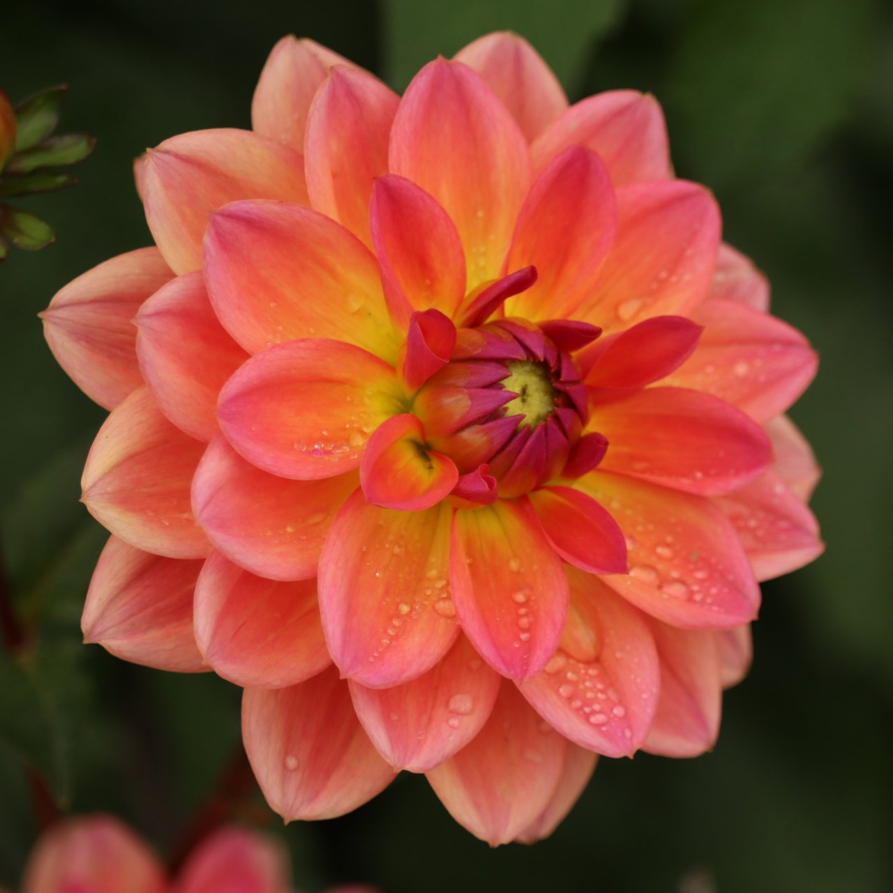 Pacific View Dahlia Knöl