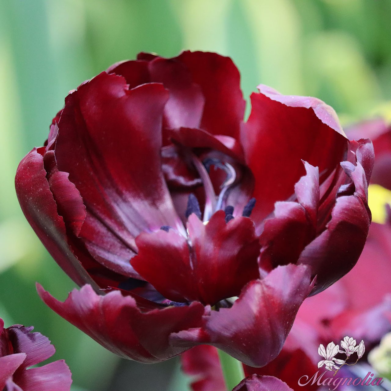 Palmyra Tulip Bulbs